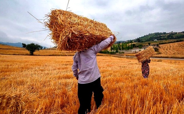 اختصاص ۲۵۰ همت برای خرید تضمینی گندم در بودجه ۱۴۰۴
